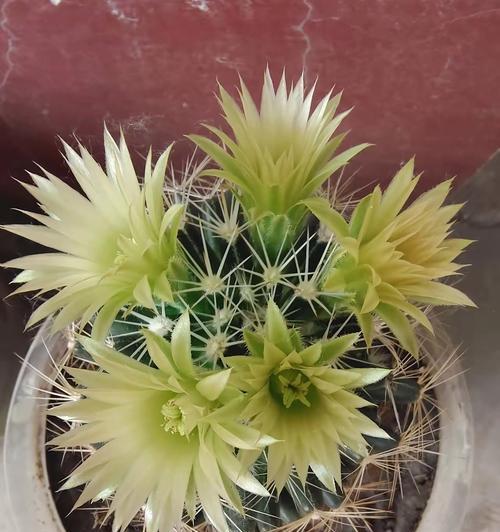 特爱开花的仙人球品种是什么？如何养护以促进开花？