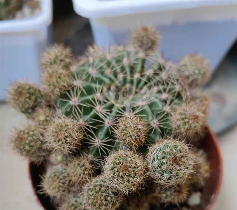 夏天如何种植仙人球侧芽？