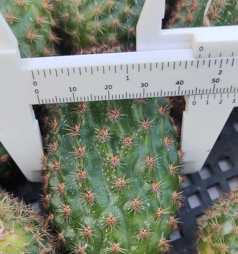 夏天如何种植仙人球侧芽？