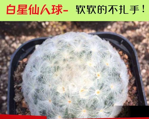 仙人球爆盆后移栽的存活技巧是什么？