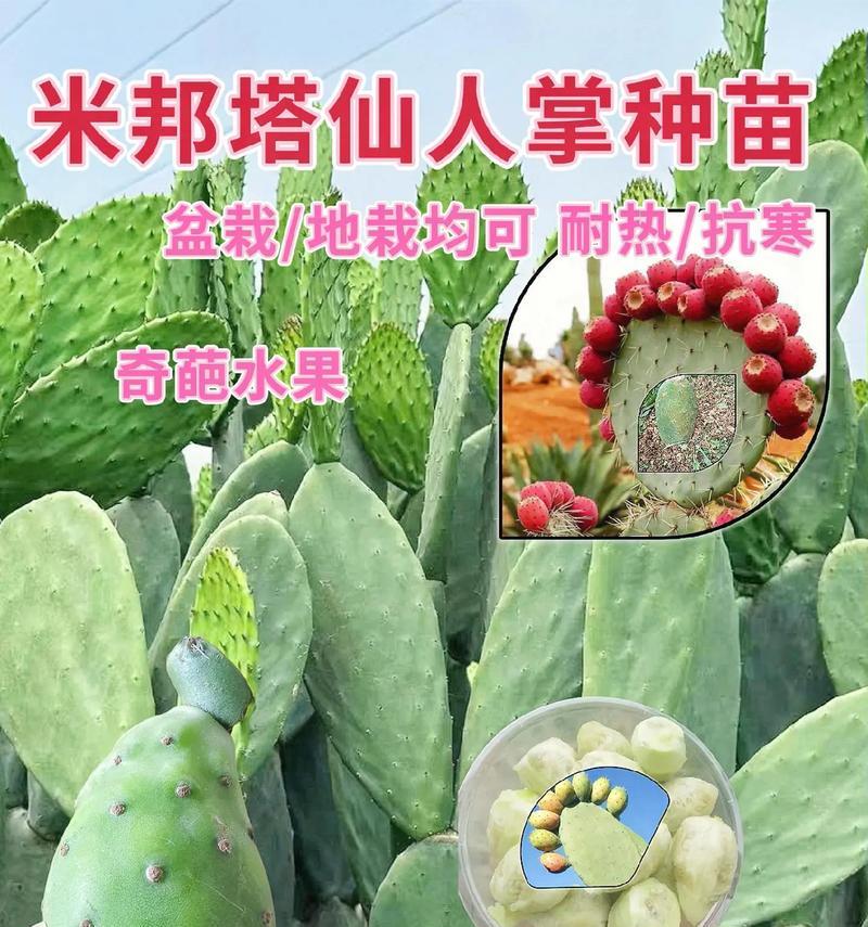 仙人掌盆栽的正确养护方法是什么？