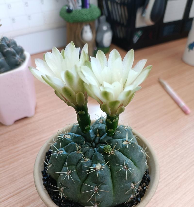 仙人掌盆栽的正确养护方法是什么？