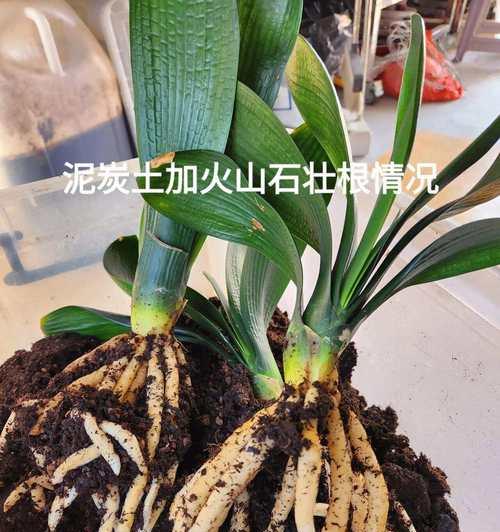 山东自配君子兰土壤的优缺点是什么？