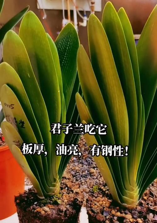 山东自配君子兰土壤的优缺点是什么？