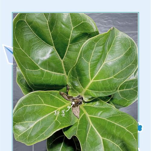 宜家仙人掌怎么种植的呢？有哪些步骤？