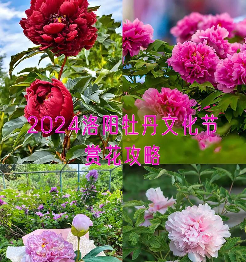 牡丹花有什么品种？不同品种的牡丹花特点是什么？