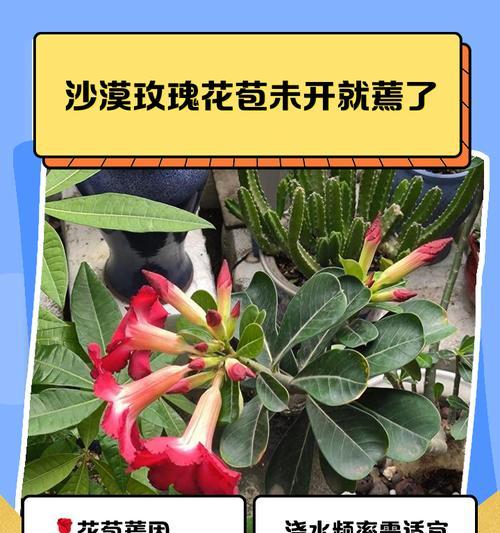 种玫瑰花蔫了怎么处理？如何恢复其活力？