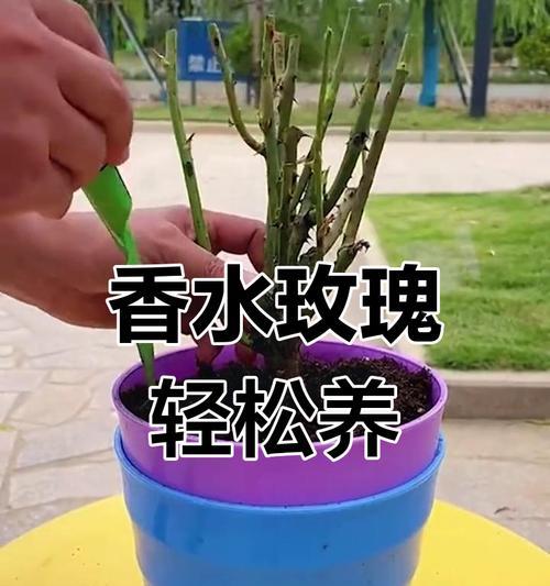 家养大玫瑰花怎么养活的？有哪些养护技巧？