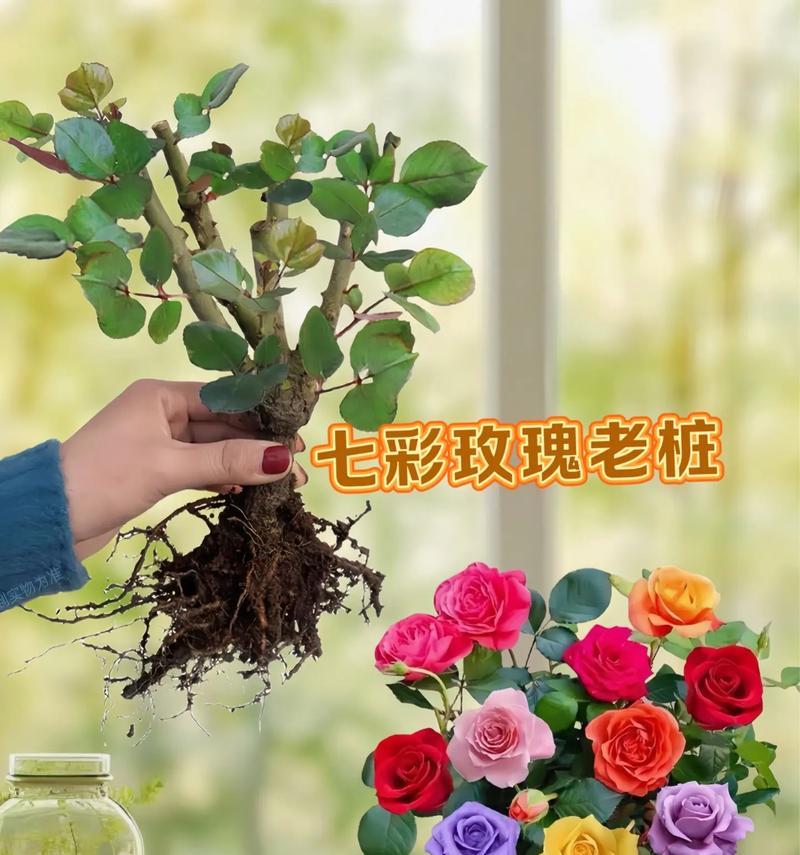 家养大玫瑰花怎么养活的？有哪些养护技巧？