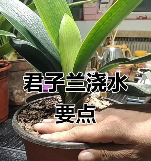 虎斑君子兰绿苗怎么养护和浇水？如何保持其健康生长？