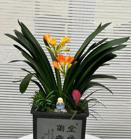 进口红花君子兰怎么养护和管理？需要注意哪些方面？