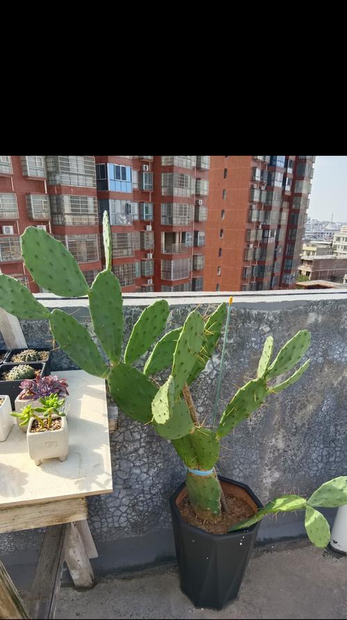 仙人掌窝在被窝里好吗怎么养？这种做法是否可行？