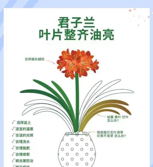 君子兰叶子耷拉不整齐怎么办？
