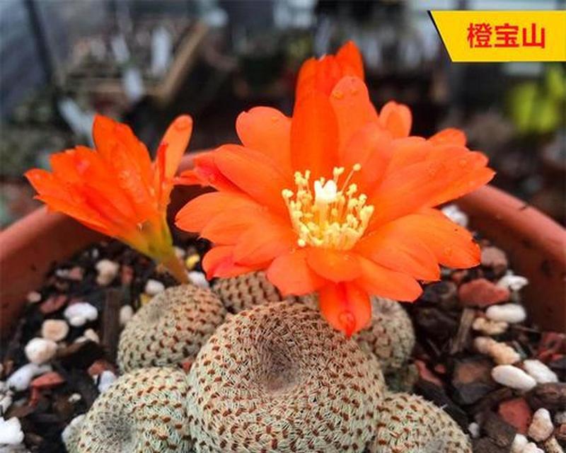仙人球开花代表什么含义？