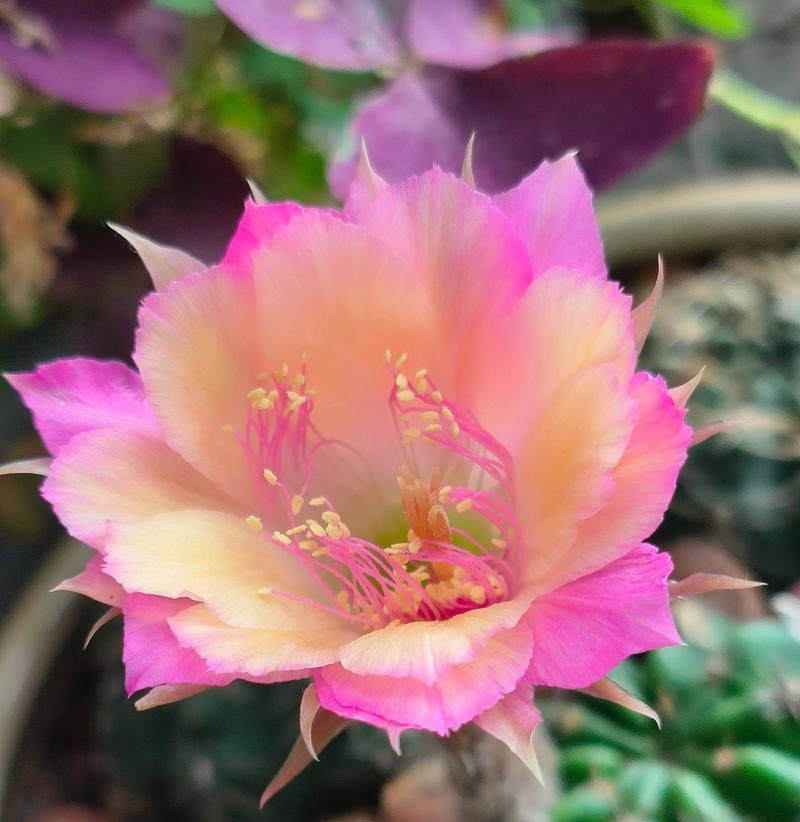 仙人球开花代表什么含义？