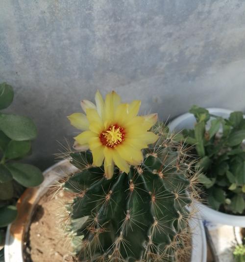 仙人球开花代表什么含义？