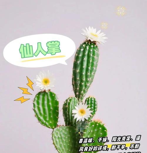 猫旋转仙人掌的正确养护方法是什么？