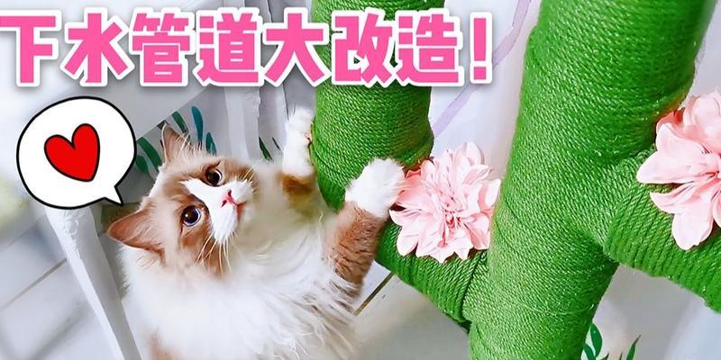 猫旋转仙人掌的正确养护方法是什么？
