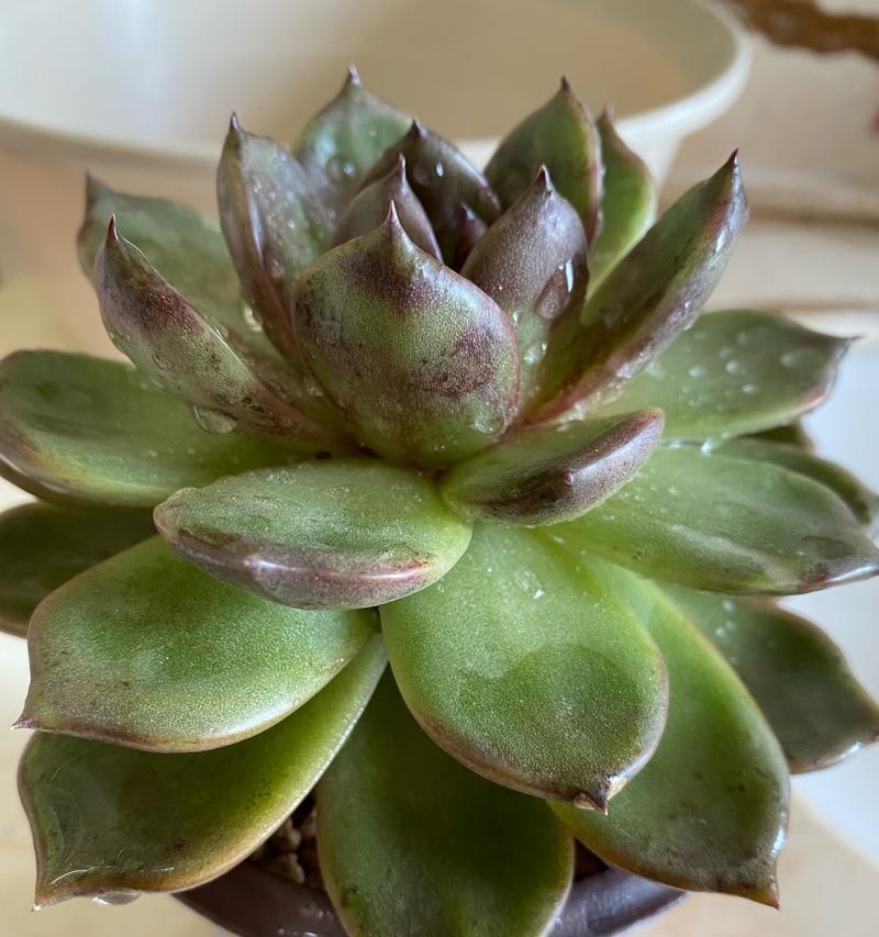 立春时玫瑰花的修剪技巧是什么？