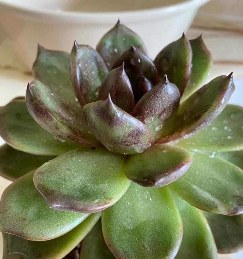 立春时玫瑰花的修剪技巧是什么？