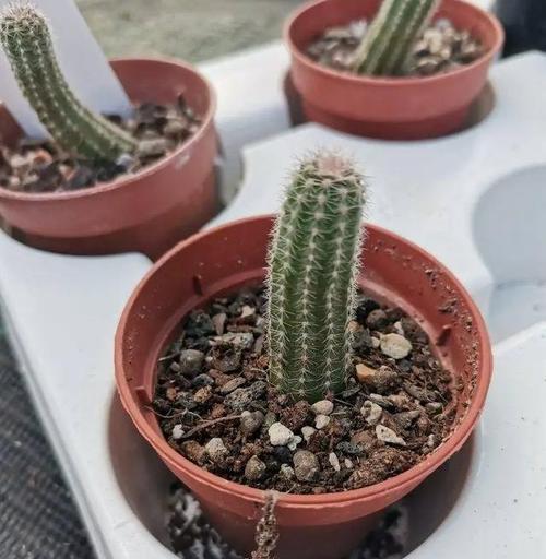 仙人掌杆子的种植步骤是什么？