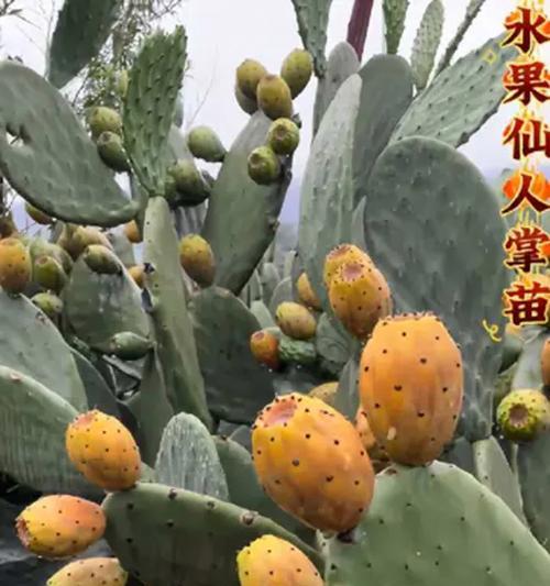 仙人掌杆子的种植步骤是什么？