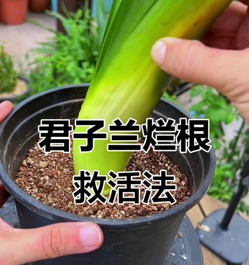 如何通过透气养根法养好君子兰？
