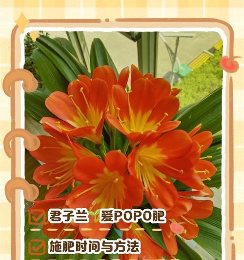 如何通过透气养根法养好君子兰？