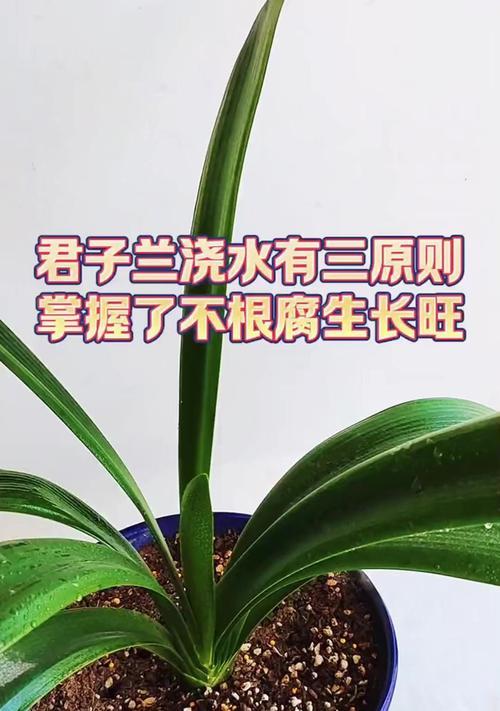 如何通过透气养根法养好君子兰？