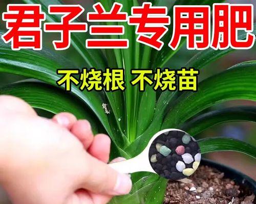 君子兰防黄叶快速开花的养护技巧？