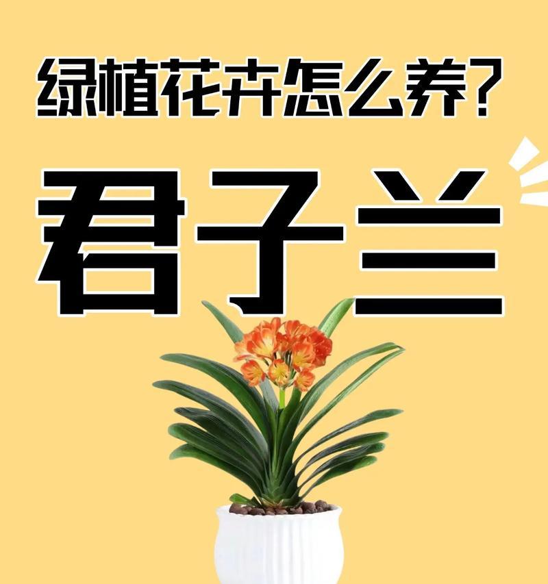 君子兰防黄叶快速开花的养护技巧？