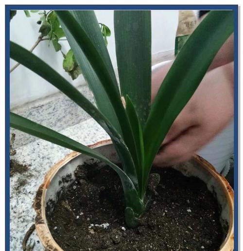 君子兰防黄叶快速开花的养护技巧？