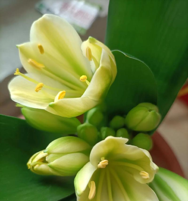 铜色绿心君子兰的开花特征是什么？