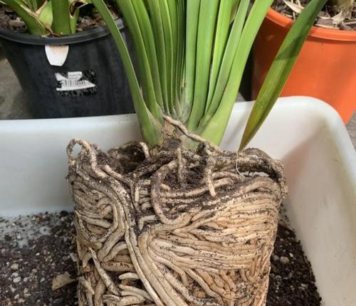 铜色绿心君子兰的开花特征是什么？