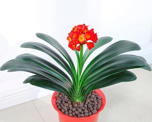 铜色绿心君子兰的开花特征是什么？