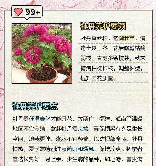 11月牡丹花发芽的条件和养护方法是什么？