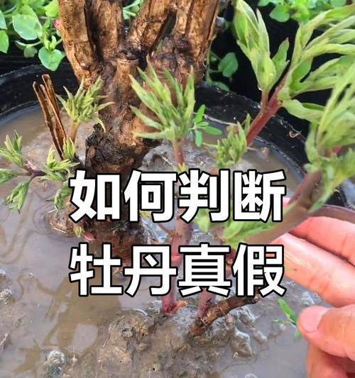 11月牡丹花发芽的条件和养护方法是什么？