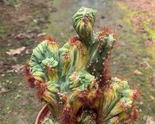 仙人球缀化盆景的养护与管理技巧？