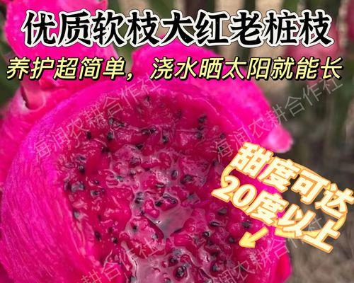 红色仙人掌盆栽的养护管理要点？