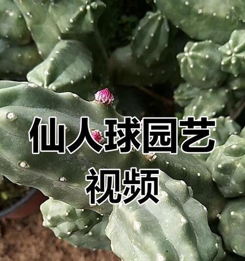 仙花园艺仙人球的养殖方法和技巧？