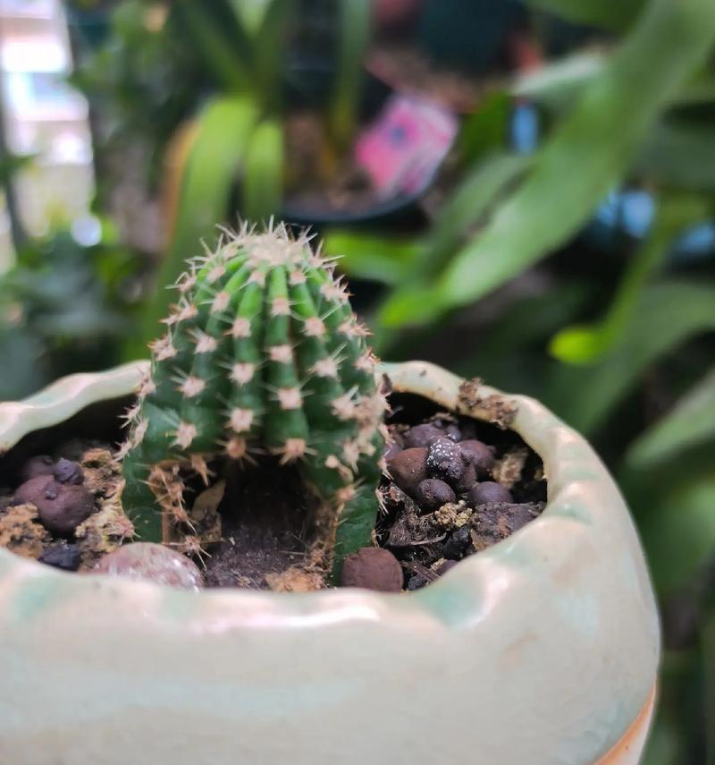 如何识别和养护我精心培育的仙人球？