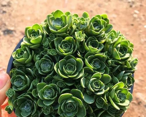 大白牙玫瑰花养护方法是什么？