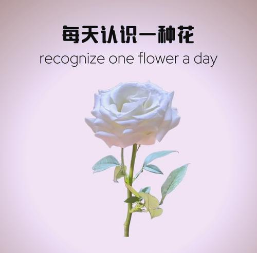 大白牙玫瑰花养护方法是什么？
