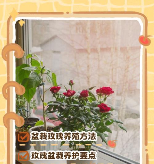 玫瑰花连盆养护需要注意哪些问题？