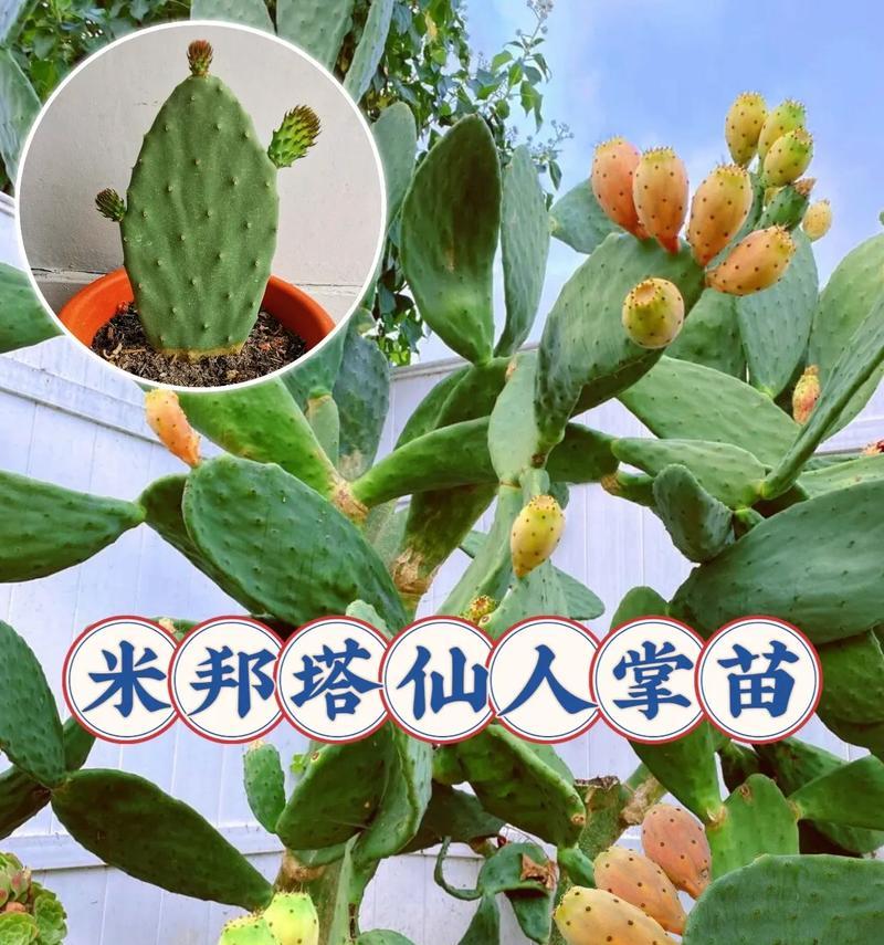 大姑娘仙人掌的种植方法是什么？