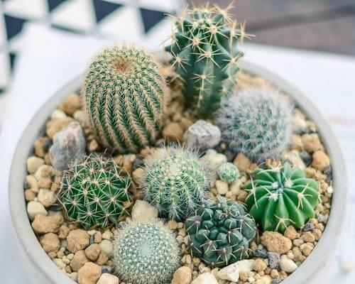 仙人球种植需要哪种土壤？
