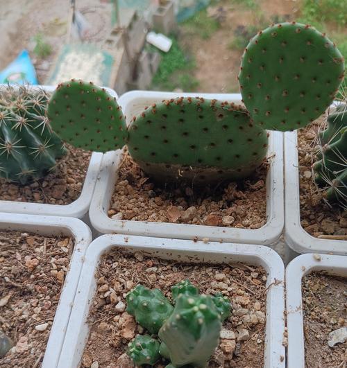 仙人球种植需要哪种土壤？