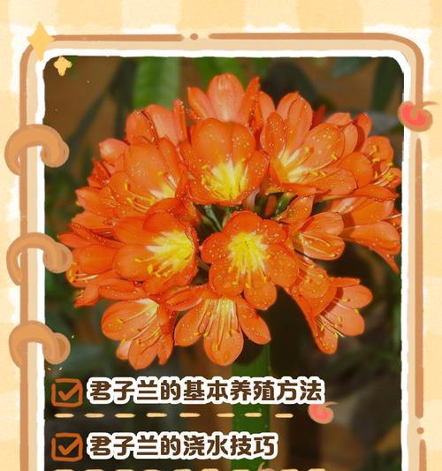 君子兰圆边框的养殖方法是什么？