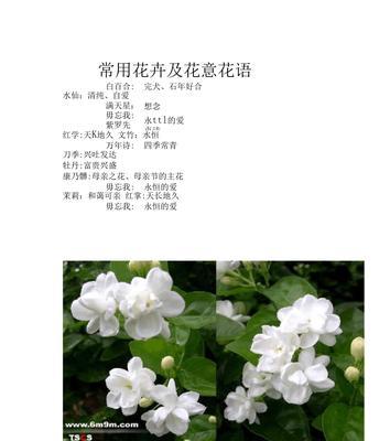 仙人球半截矮墙的冬季养护技巧是什么？