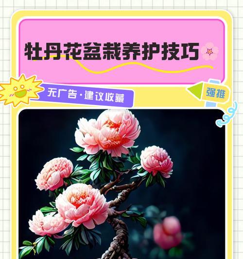 牡丹变色仙人球的开花养护方法是什么？